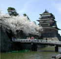 桜が満開の高島城