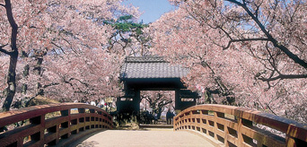 高遠城趾公園の桜